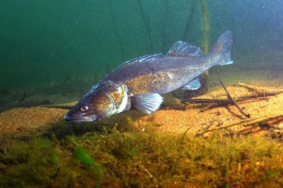 Zubáč veľkoústy - Stizostedion lucioperca, 50cm